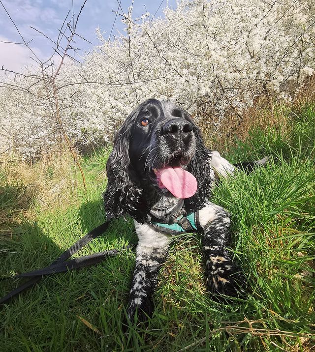 Handsome George walking in Rotherham