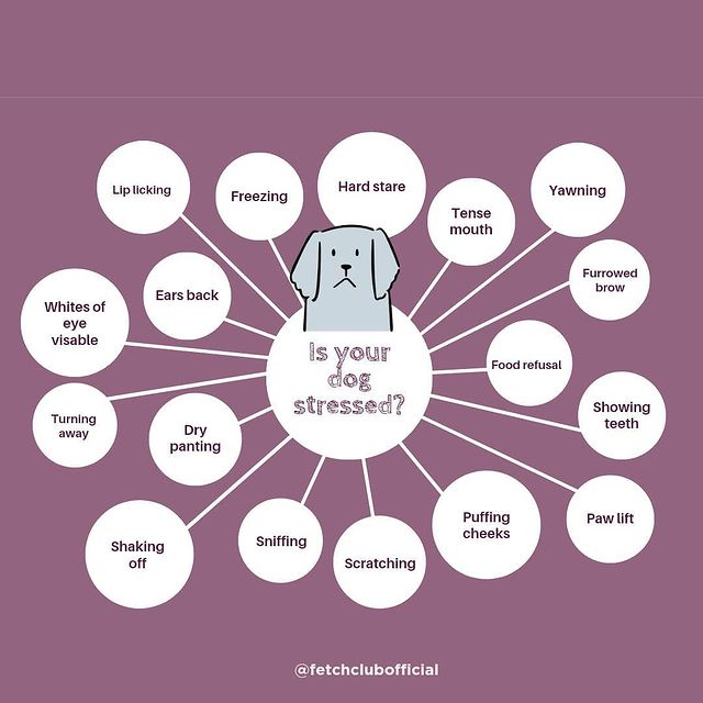 Is your dog stressed?