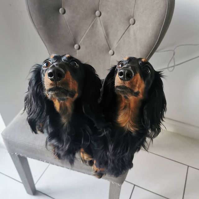 Multi-dog households