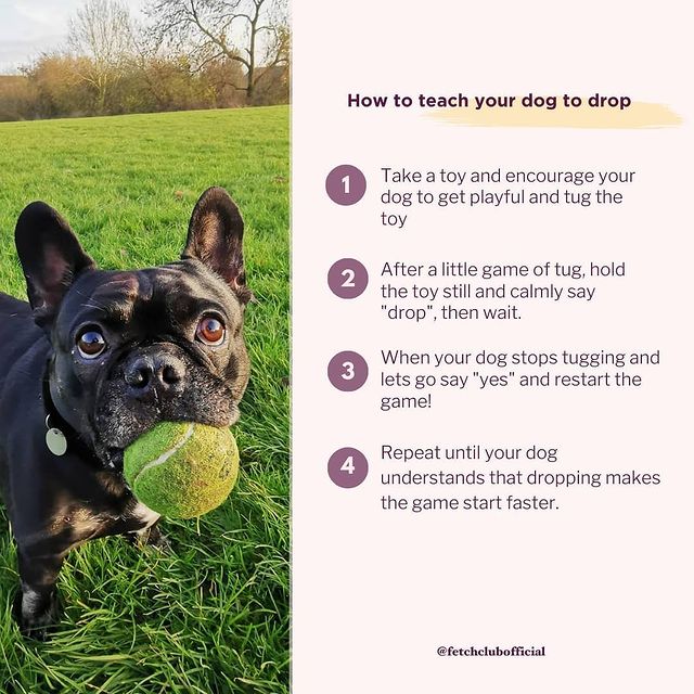 How to teach your dog to drop