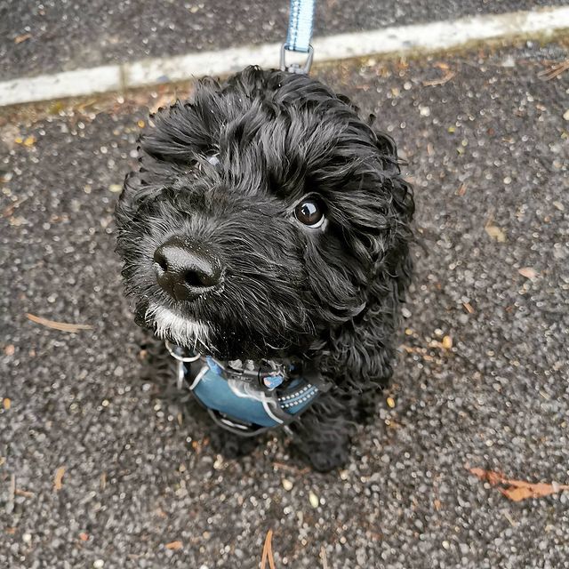 Meet Winston